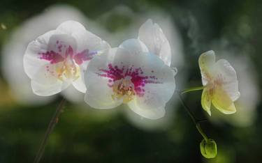 Misty Look of White Orchid thumb