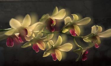 Original Impressionism Floral Photography by Ricardo Arnaldo