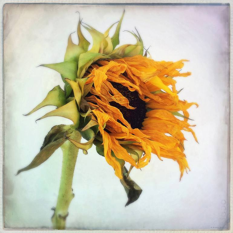 Wilted Sunflower Photography by Russell Knight | Saatchi Art
