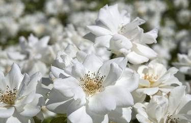 Print of Photorealism Floral Photography by SERGEI RATCHINSKI