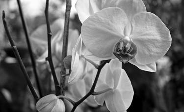 Print of Art Deco Floral Photography by SERGEI RATCHINSKI