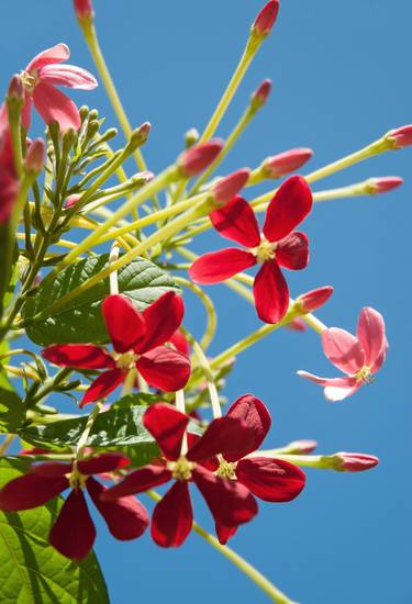 Print of Fine Art Floral Photography by SERGEI RATCHINSKI