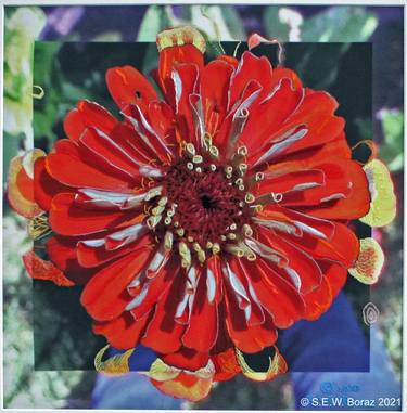 Original Expressionism Botanic Mixed Media by Shari Boraz