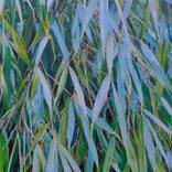 Leaves V by Harvey Taylor