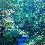 Pathway in the woods by Harvey Taylor