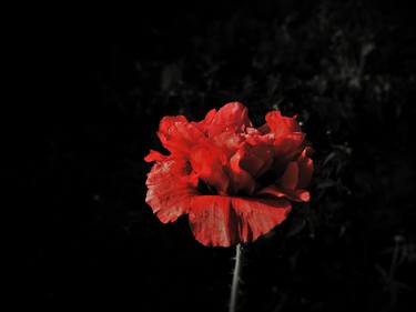 Red Poppy thumb