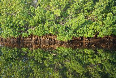 Print of Photorealism Tree Photography by Lynne Smyers