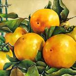 Taubaté's Persimmon (