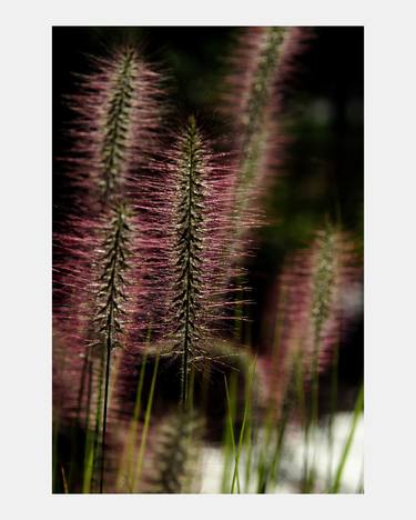 Print of Seasons Photography by Robert Ruscansky