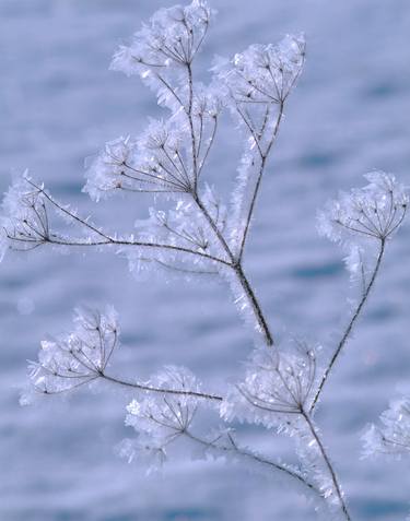 Print of Seasons Photography by Robert Ruscansky