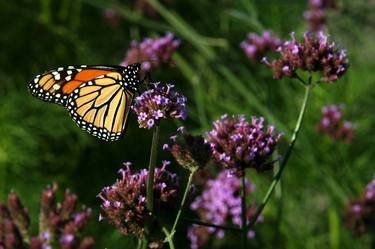 Garden Butterfly thumb