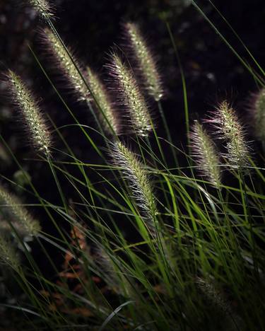 Print of Light Photography by Robert Ruscansky