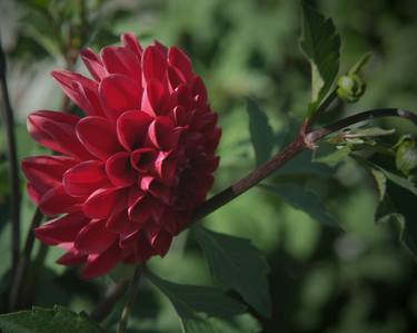 Original Floral Photography by Robert Ruscansky