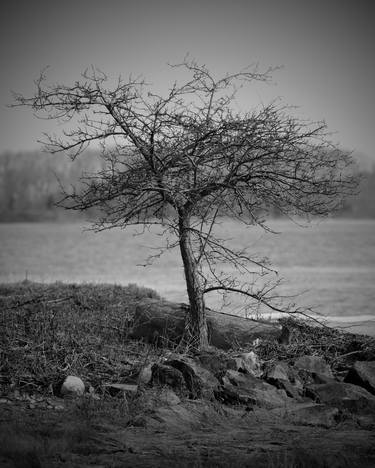 Print of Fine Art Tree Photography by Robert Ruscansky