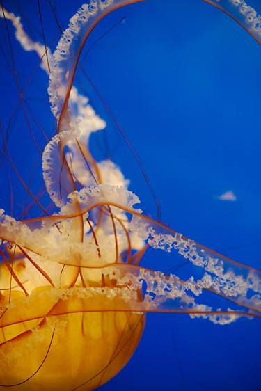 Jellyfish thumb