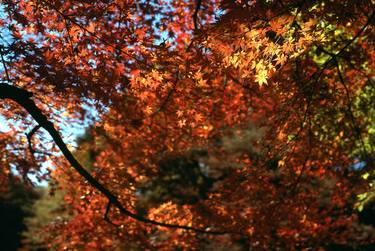 Original Tree Photography by Austin Miller