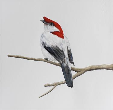 Brazilian bird - Soldadinho do Araripe thumb