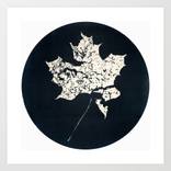 Collection HERBARIUM. FORGOTTEN LEAVES.