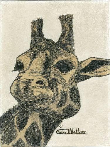 Print of Fine Art Animal Drawings by Claire Decker