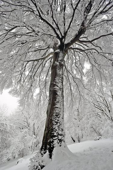 Original Digital Art Landscape Photography by Federico Massimo Raiser