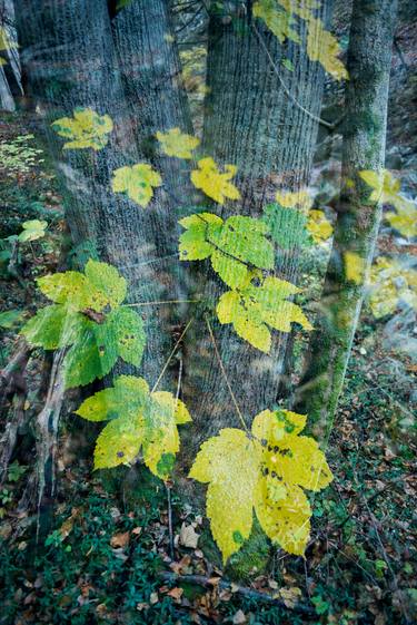 Original Fine Art Tree Photography by Federico Massimo Raiser