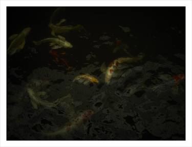 Original Fish Photography by Yves Callewaert