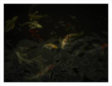 Original Fine Art Fish Photography by Yves Callewaert