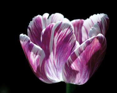 Original Floral Photography by Rona Black