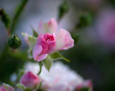 Original Fine Art Floral Photography by Rona Black