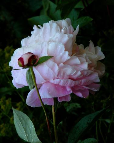 Original Fine Art Floral Photography by Rona Black