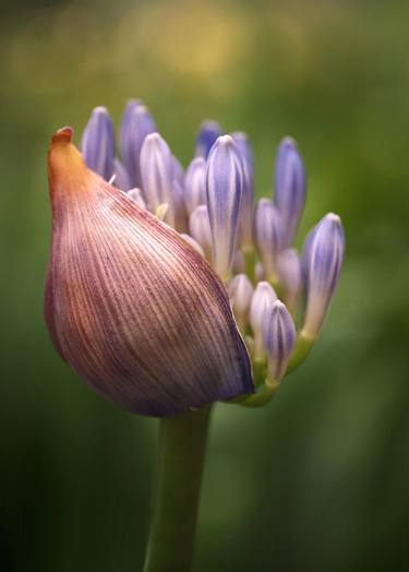 Original Fine Art Floral Photography by Rona Black