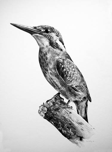 Original Fine Art Animal Drawings by Trevor Salisbury