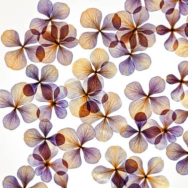 Original Fine Art Floral Photography by Nihal GUNDUZ