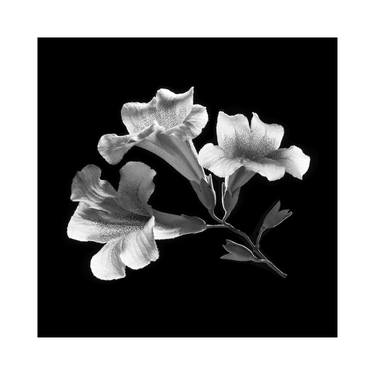 Original Floral Photography by Nihal GUNDUZ