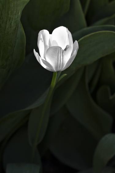 Tulip - Limited Edition 2 of 50 thumb