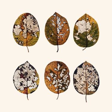 Autumn Leaves no.2 - Limited Edition 1 of 25 thumb