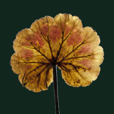 Pelargonium Leaf no.1 - Limited Edition 1 of 50 thumb