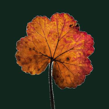 Pelargonium Leaf no.2 - Limited Edition 2 of 100 thumb