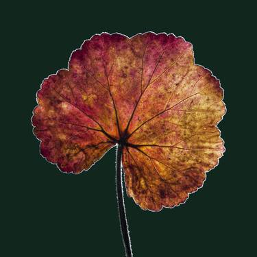 Pelargonium Leaf no.3 - Limited Edition 1 of 100 thumb