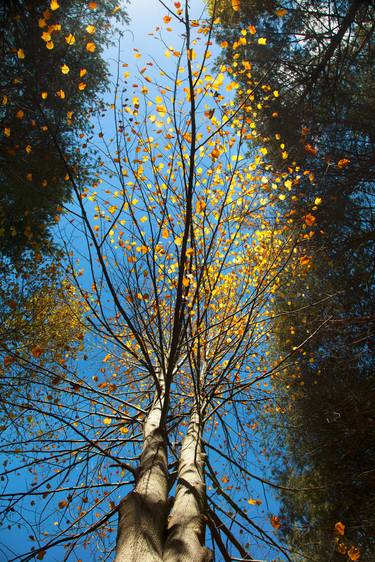 Print of Art Deco Nature Photography by Nihal GUNDUZ