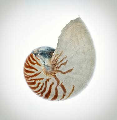 The Seashell no.1 - Limited Edition of 20 thumb