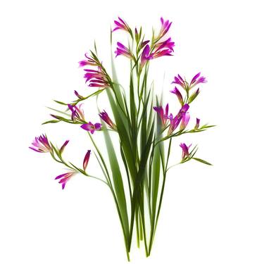 Wild Spirit / Gladiolus Italicus - Limited Edition of 10 thumb
