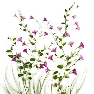 Wild Spirit / Convolvulus Arvensis - Limited Edition of 10 thumb