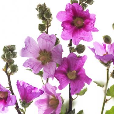 Wild Spirit / Althaea Officinalis - Limited Edition of 10 thumb