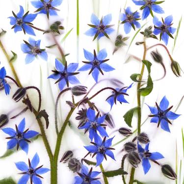 Wild Spirit / Borage Borago Officinalis - Limited Edition of 10 thumb