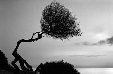 Original Fine Art Tree Photography by Richard Dunkley