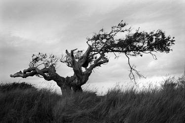 Original Documentary Tree Photography by Richard Dunkley