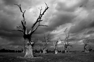 Original Documentary Tree Photography by Richard Dunkley