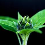Sunflower 2 by Richard Dunkley
