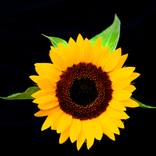 Sunflower 5 by Richard Dunkley